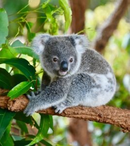 A koala bear on a tree branch surrounded by green leaves
